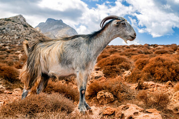 Domestic goat on Crete island, Greece - obrazy, fototapety, plakaty