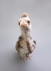 one baby bird chicken