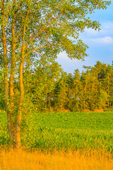 Fototapeta premium North German agricultural field forest trees nature landscape panorama Germany.