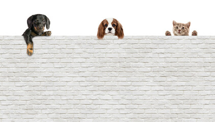 little puppy dog and kitten looking over white brick wall - 512808125