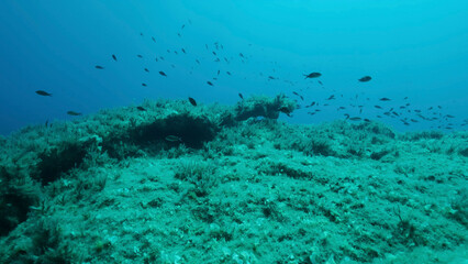 Fototapeta na wymiar Rocky seabed covered with Brown Seaweed (Cystoseira). Mediterranean underwater seascape. Mediterranean Sea, Cyprus