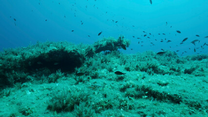 Rocky seabed covered with Brown Seaweed (Cystoseira). Mediterranean underwater seascape. Mediterranean Sea, Cyprus