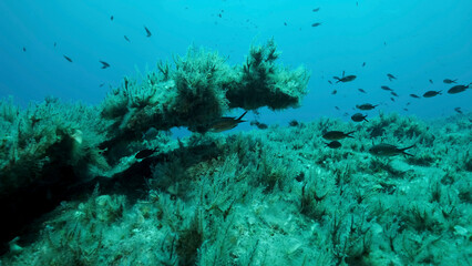 Rocky seabed covered with Brown Seaweed (Cystoseira). Mediterranean underwater seascape. Mediterranean Sea, Cyprus