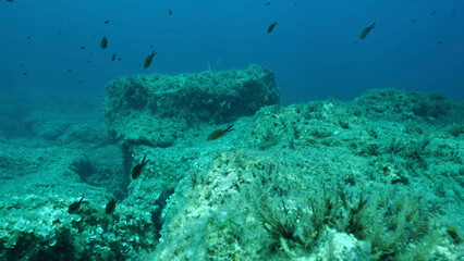 Rocky seabed covered with Brown Seaweed (Cystoseira). Mediterranean underwater seascape. Mediterranean Sea, Cyprus
