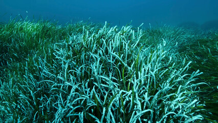 Dense thickets of green marine grass Posidonia, on blue water background. Green seagrass...