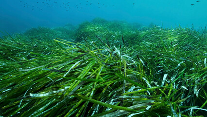Dense thickets of green marine grass Posidonia, on blue water background. Green seagrass Mediterranean Tapeweed or Neptune Grass (Posidonia). Mediterranean underwater seascape. Mediterranean Sea  - obrazy, fototapety, plakaty