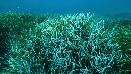 Fototapeta na wymiar Dense thickets of green marine grass Posidonia, on blue water background. Green seagrass Mediterranean Tapeweed or Neptune Grass (Posidonia). Mediterranean underwater seascape. Mediterranean Sea 