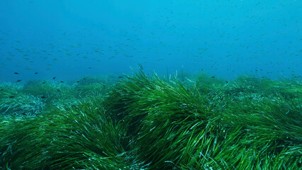 Fototapeta na wymiar Dense thickets of green marine grass Posidonia, on blue water background. Green seagrass Mediterranean Tapeweed or Neptune Grass (Posidonia). Mediterranean underwater seascape. Mediterranean Sea 