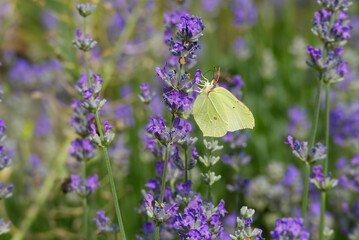 Common brimstone butterfly (Gonepteryx rhamni) sitting on lavender in Zurich, Switzerland