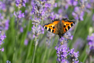 Small tortoiseshell butterfly (Aglais urticae) perched on lavender plant in Zurich, Switzerland