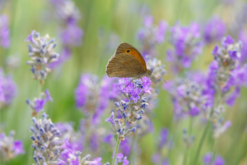 Obraz premium Meadow brown (maniola jurtina) butterfly perched on lavender in Zurich, Switzerland
