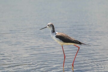 blue heron