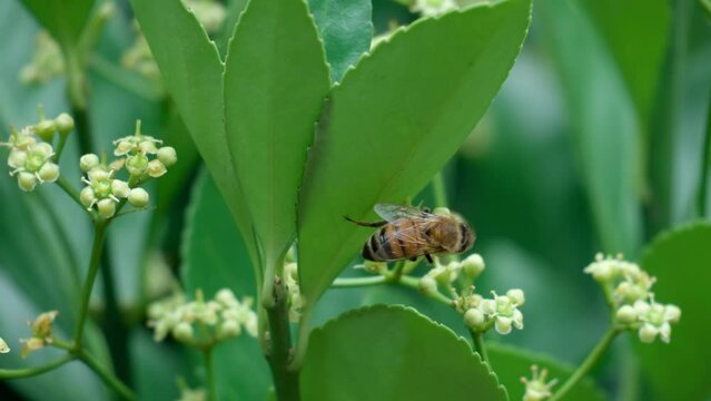 Wild Honey Bee on Euonymus japonicus blooming bud - slow motion