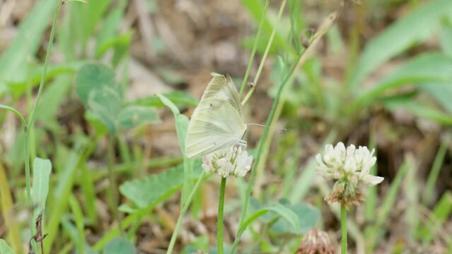 Artogeia Rapae butterfly feeding on white clover close-up slow-motion