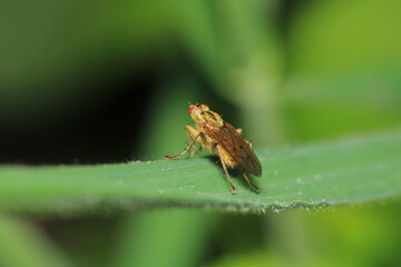 macro photo of housefly facing back