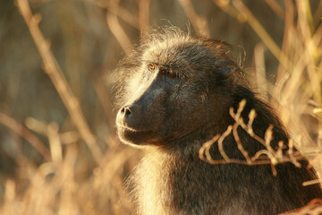 Chacma Baboon in the morning sun, Kruger National Park, South Africa