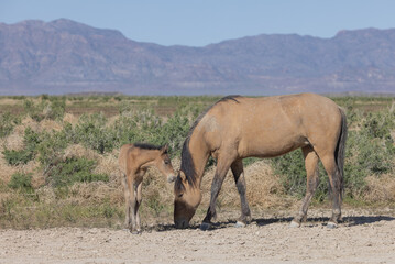 Naklejka na ściany i meble Wild Horse Mare and Foal in Springtime in the Utah Desert