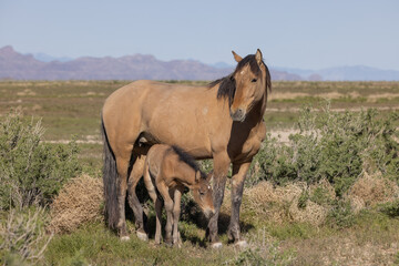 Wild Horse Mare and Foal in Springtime in the Utah Desert