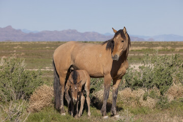 Wild Horse Mare and Foal in Springtime in the Utah Desert