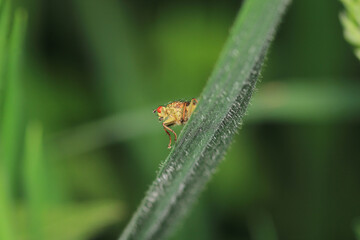 macro photo of housefly facing back