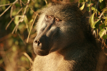 Chacma Baboon in the morning sun, Kruger National Park, South Africa
