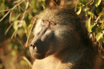 Chacma Baboon in the morning sun, Kruger National Park, South Africa