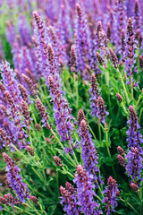 Close up of ornamental salvia plant sage of violet purple summer flowers.