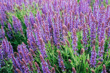 Obraz premium Close up of ornamental salvia plant sage of violet purple summer flowers.