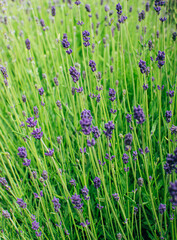 Fototapeta na wymiar Close up of lavender flowers sage violet purple summer plant.