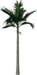 Front view plant ( Adolescent Alexander palm Tree Palm 3) illustration vector	