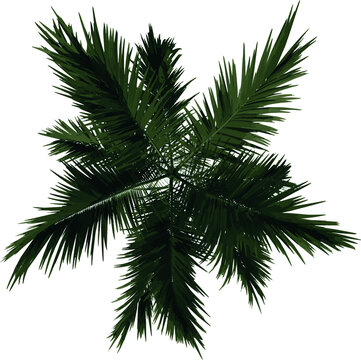 Top view plant ( Alexander palm Tree Palm 1) illustration vector	