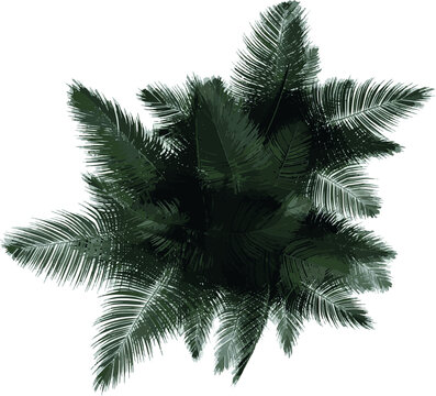 Top view of Plant (red Palm Tree 1) Tree illustration vector	