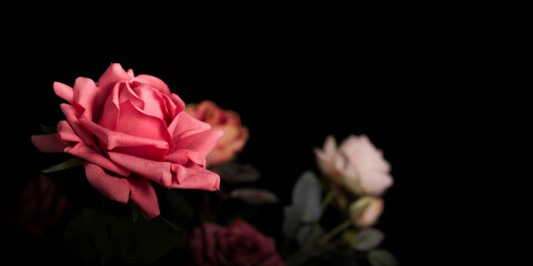 Beautiful roses, fake flowers, or textile flowers on a dark black background. with copy space