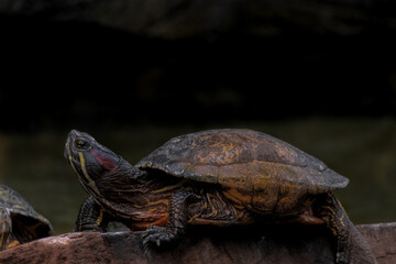 Red-eared slider (Trachemys scripta elegans) / turtle on the rock