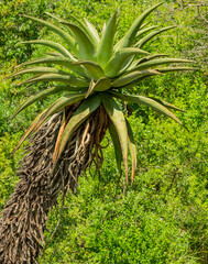 Afrikanische Aloe im Buschlandschaft vom Naturreservat Hluhluwe Nationalpark Südafrika