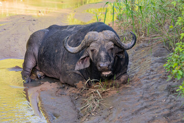 Kaffernbüffel im Naturreservat Hluhluwe Nationalpark Südafrika