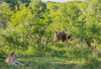 Löwin und Nashorn im Naturreservat im Hluhluwe Nationalpark Südafrika