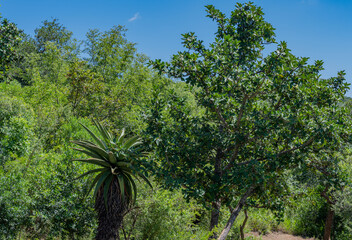 Afrikanische Aloe im Buschlandschaft vom Naturreservat Hluhluwe Nationalpark Südafrika
