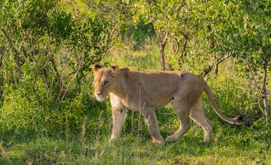 Löwin im Naturreservat im Hluhluwe Nationalpark Südafrika