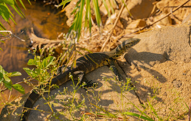 Nilwaran an einem Flussrand im Naturreservat Hluhluwe Nationalpark Südafrika