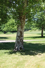 Great and majestic trees