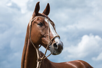 Obraz premium Clouse uo portrait of a chestnut horse against a blue sky. The head of an adult animal stallion