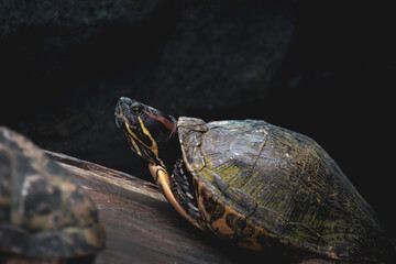 Red-eared slider (Trachemys scripta elegans) / turtle on the rock