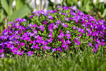 Obraz premium beautiful flower bed with purple flowers in the garden, garden landscaping.
