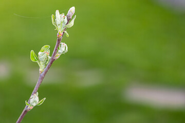 spring, beautiful branch with young leaves against the background of a green lawn
