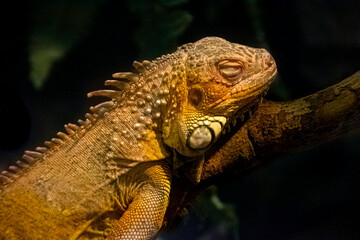 Green iguana / sleeping iguana on a branch