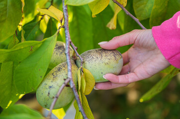 Harvesting asimina fruit