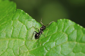 Fototapeta premium crematogaster scutellaris ant macro photo