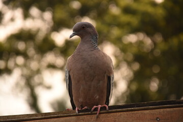 A large pigeon known as Asa-branca (Whitewing), in a remnant of the Atlantic Forest, in Curitiba, Paraná, Brazil.