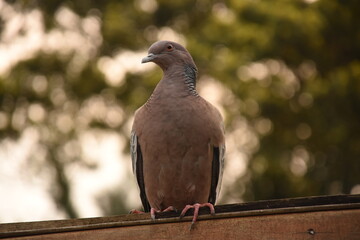 A large pigeon known as Asa-branca (Whitewing), in a remnant of the Atlantic Forest, in Curitiba, Paran&aacute;, Brazil.